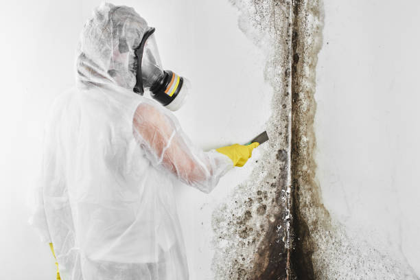 Best Mold Damage Repair  in Whiteriver, AZ