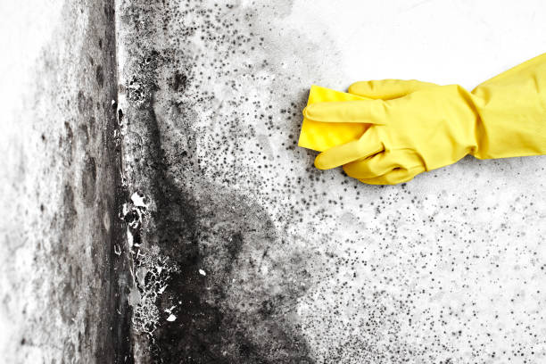 Best Black Mold Removal  in Whiteriver, AZ