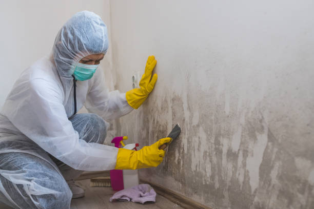 Mold Removal and Inspection in Whiteriver, AZ