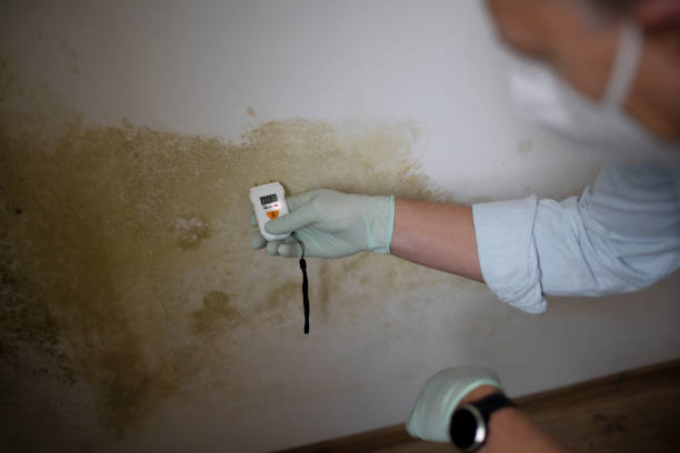 Best Office Mold Removal Services  in Whiteriver, AZ