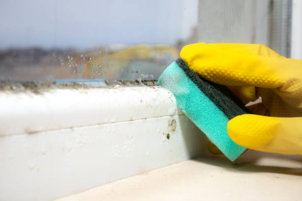 Best Certified Mold Removal  in Whiteriver, AZ