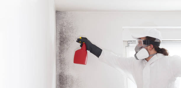 Best Local Mold Removal Service  in Whiteriver, AZ