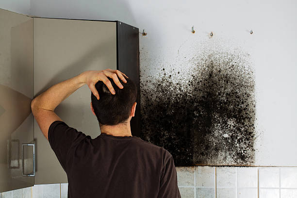 Best Mold Damage Repair  in Whiteriver, AZ