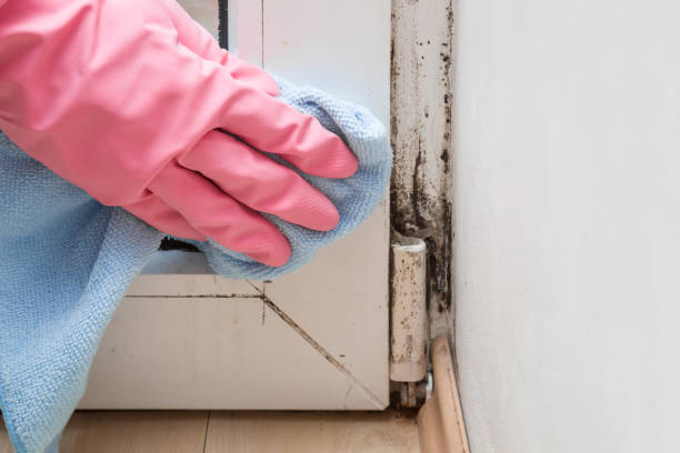 Best Office Mold Removal Services  in Whiteriver, AZ